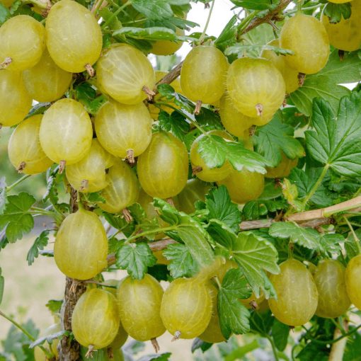 Ribes grossularia 'Hinnomaki Zöld' - Egres