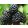 Rubus fruticosus 'Dirksen Thornless' - Fekete szeder