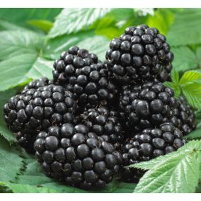   Rubus fruticosus 'Cacanska Bestrna' - Fekete szeder