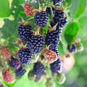 Rubus fruticosus 'Loch Ness' - Fekete szeder