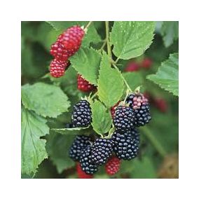 Rubus fruticosus 'Thornfree' - Fekete szeder