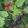 Rubus fruticosus 'Thornfree' - Fekete szeder