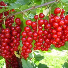 Ribes rubrum 'Jonker van Tets' - Piros ribizli