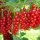 Ribes rubrum 'Jonker van Tets' - Piros ribizli