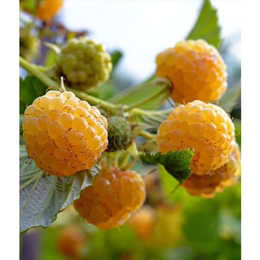 Rubus idaeus 'Tulameen' - Málna