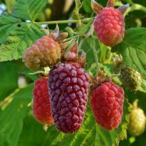 Rubus tayberry 'Buckhingam' - Szedermálna