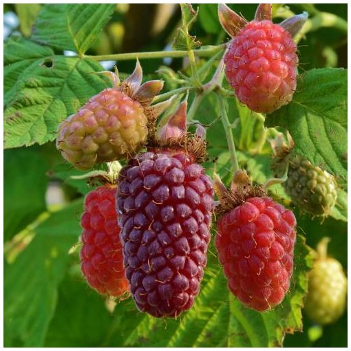 Rubus tayberry 'Loganberry' - Szedermálna